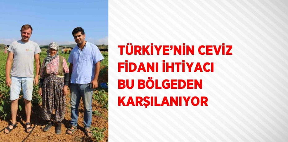 TÜRKİYE’NİN CEVİZ FİDANI İHTİYACI BU BÖLGEDEN KARŞILANIYOR