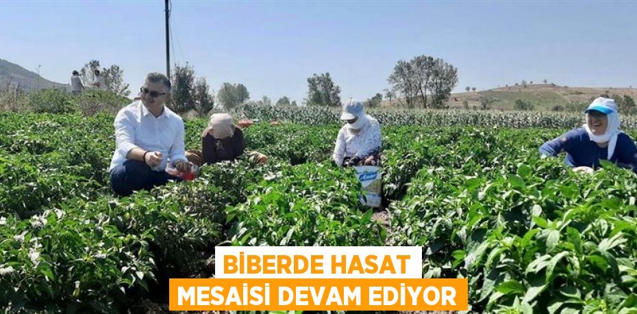 BİBERDE HASAT MESAİSİ DEVAM EDİYOR