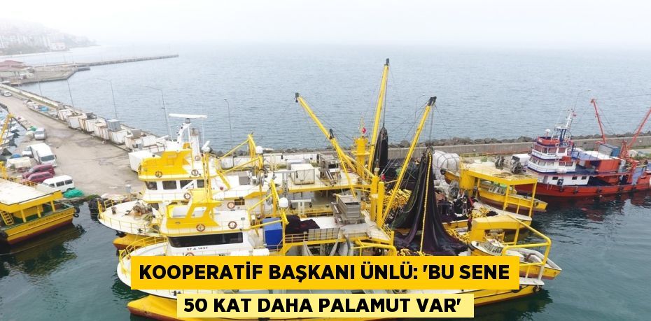 KOOPERATİF BAŞKANI ÜNLÜ: 'BU SENE 50 KAT DAHA PALAMUT VAR'