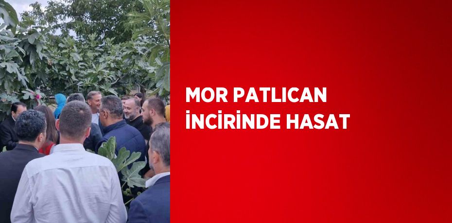 MOR PATLICAN İNCİRİNDE HASAT