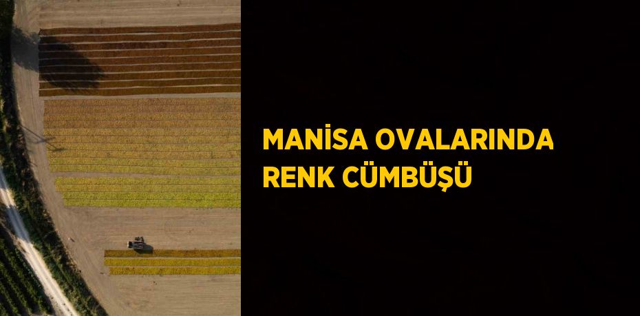 MANİSA OVALARINDA RENK CÜMBÜŞÜ