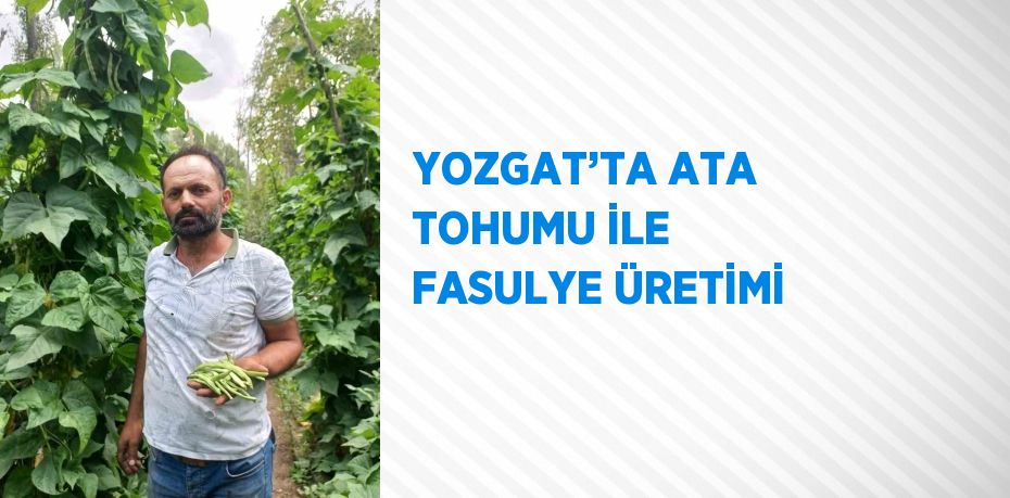 YOZGAT’TA ATA TOHUMU İLE FASULYE ÜRETİMİ