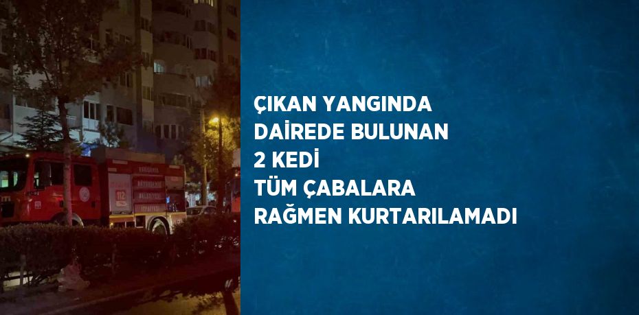 ÇIKAN YANGINDA DAİREDE BULUNAN 2 KEDİ TÜM ÇABALARA RAĞMEN KURTARILAMADI