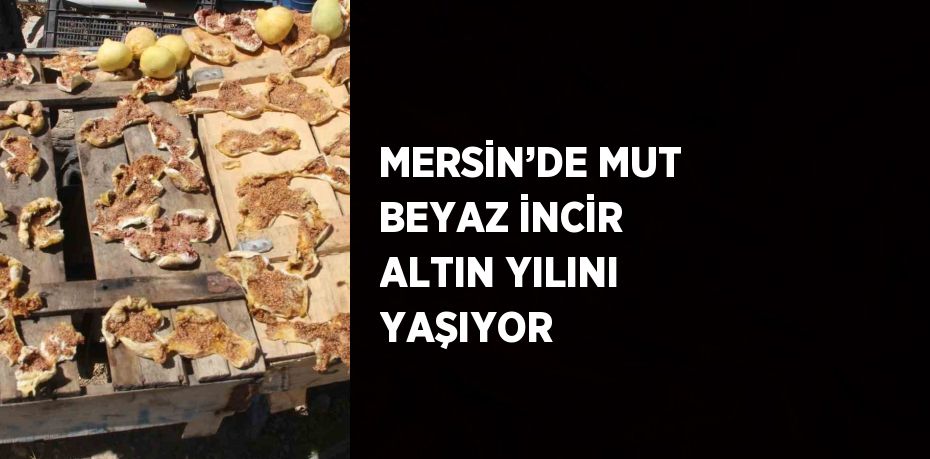 MERSİN’DE MUT BEYAZ İNCİR ALTIN YILINI YAŞIYOR