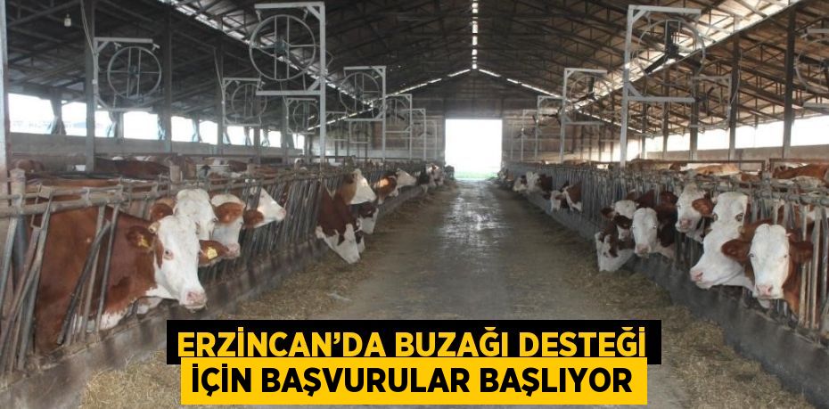 ERZİNCAN’DA BUZAĞI DESTEĞİ İÇİN BAŞVURULAR BAŞLIYOR