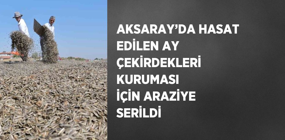 AKSARAY’DA HASAT EDİLEN AY ÇEKİRDEKLERİ KURUMASI İÇİN ARAZİYE SERİLDİ