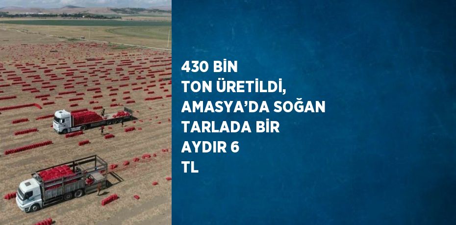 430 BİN TON ÜRETİLDİ, AMASYA’DA SOĞAN TARLADA BİR AYDIR 6 TL