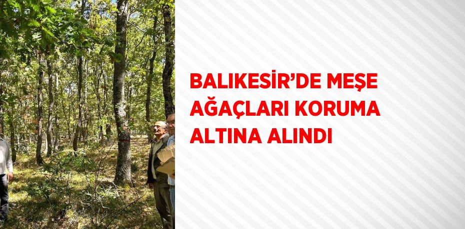 BALIKESİR’DE MEŞE AĞAÇLARI KORUMA ALTINA ALINDI