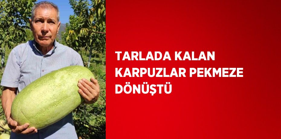 TARLADA KALAN KARPUZLAR PEKMEZE DÖNÜŞTÜ