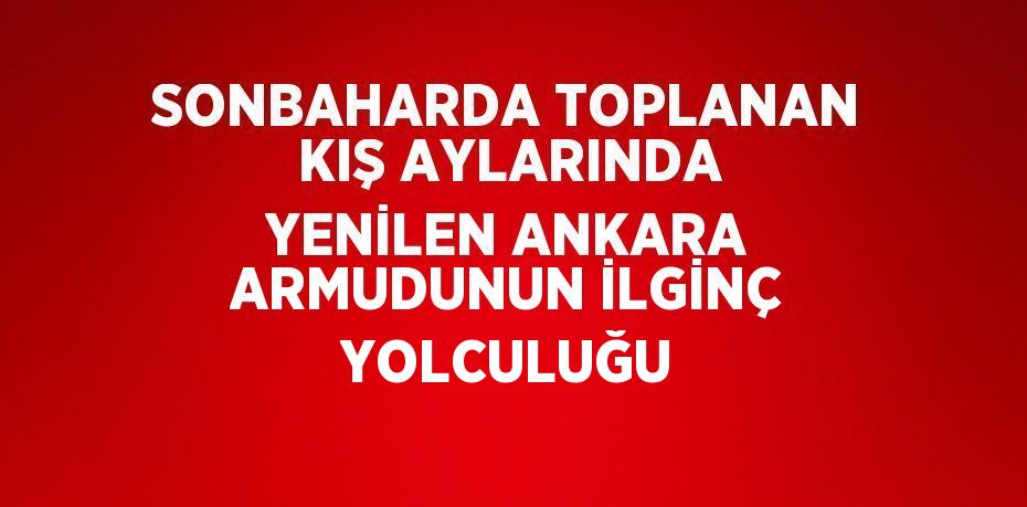 SONBAHARDA TOPLANAN KIŞ AYLARINDA YENİLEN ANKARA ARMUDUNUN İLGİNÇ YOLCULUĞU