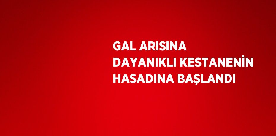 GAL ARISINA DAYANIKLI KESTANENİN HASADINA BAŞLANDI