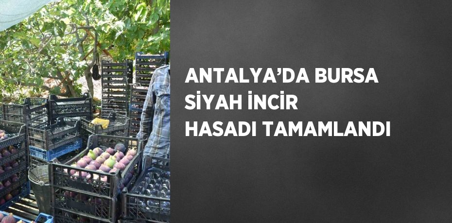 ANTALYA’DA BURSA SİYAH İNCİR HASADI TAMAMLANDI