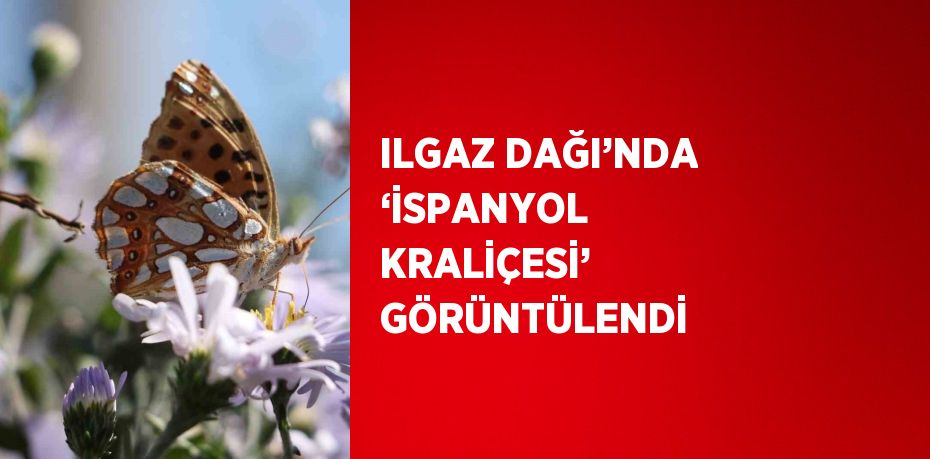 ILGAZ DAĞI’NDA ‘İSPANYOL KRALİÇESİ’ GÖRÜNTÜLENDİ