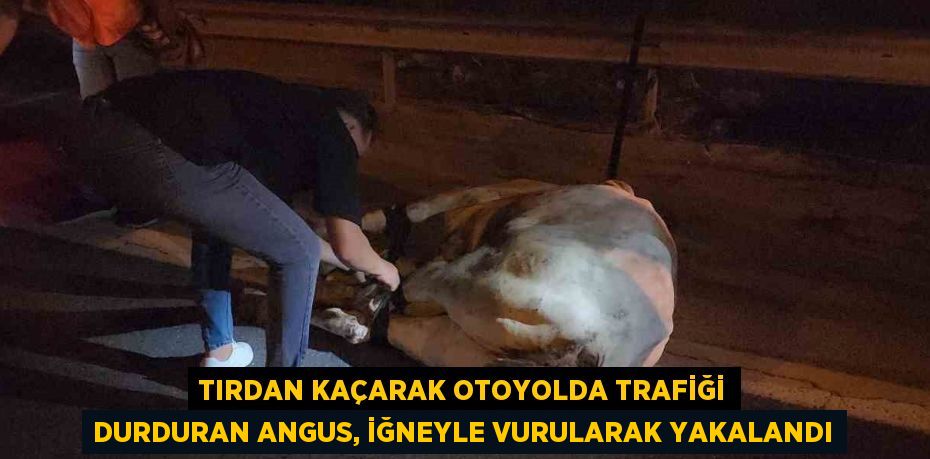 TIRDAN KAÇARAK OTOYOLDA TRAFİĞİ DURDURAN ANGUS, İĞNEYLE VURULARAK YAKALANDI