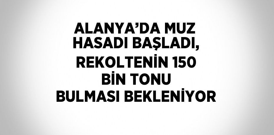 ALANYA’DA MUZ HASADI BAŞLADI, REKOLTENİN 150 BİN TONU BULMASI BEKLENİYOR