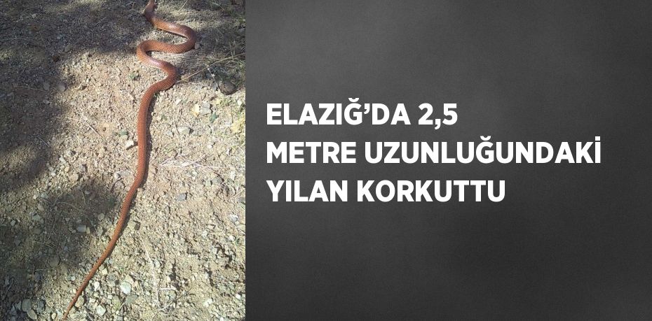 ELAZIĞ’DA 2,5 METRE UZUNLUĞUNDAKİ YILAN KORKUTTU