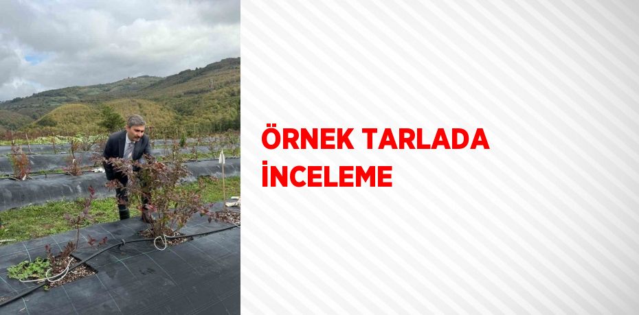 ÖRNEK TARLADA İNCELEME