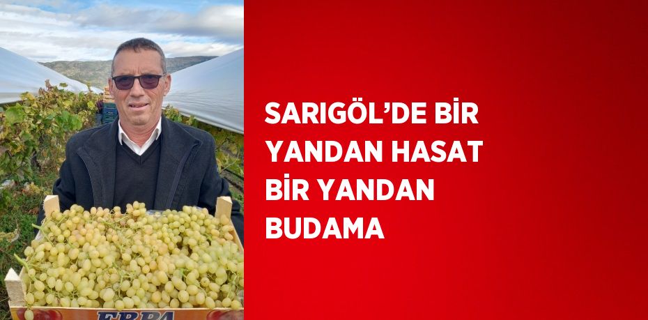 SARIGÖL’DE BİR YANDAN HASAT BİR YANDAN BUDAMA