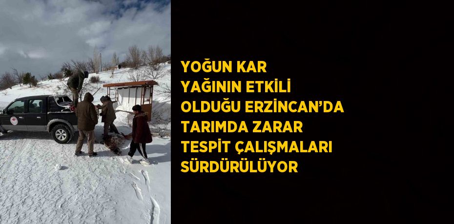 YOĞUN KAR YAĞININ ETKİLİ OLDUĞU ERZİNCAN’DA TARIMDA ZARAR TESPİT ÇALIŞMALARI SÜRDÜRÜLÜYOR