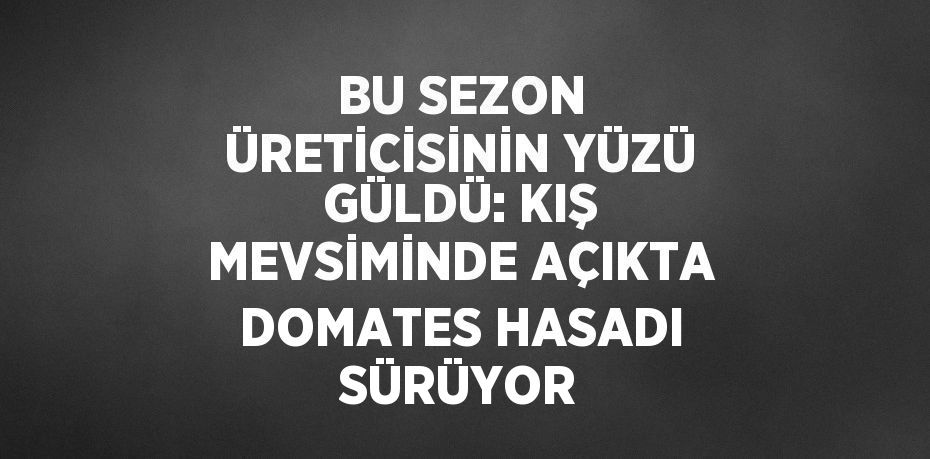 BU SEZON ÜRETİCİSİNİN YÜZÜ GÜLDÜ: KIŞ MEVSİMİNDE AÇIKTA DOMATES HASADI SÜRÜYOR