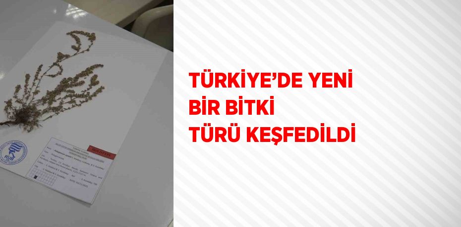 TÜRKİYE’DE YENİ BİR BİTKİ TÜRÜ KEŞFEDİLDİ