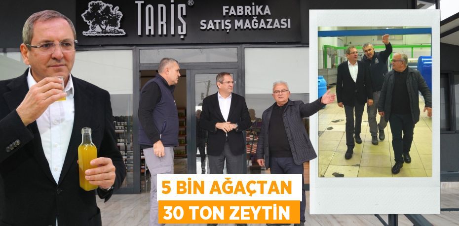 5 BİN AĞAÇTAN 30 TON ZEYTİN