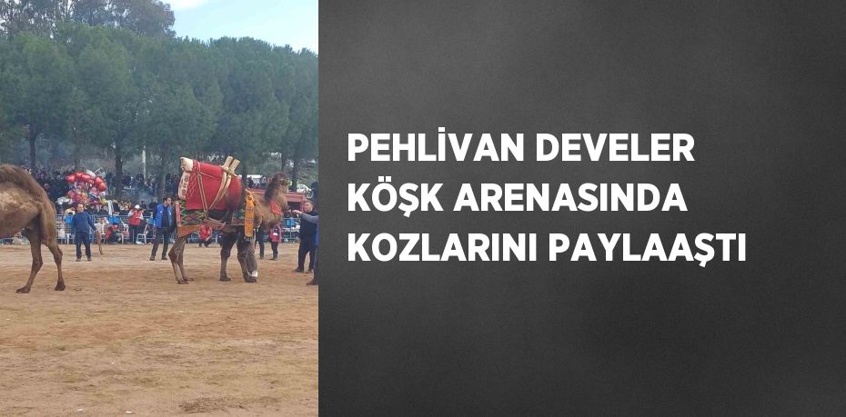 PEHLİVAN DEVELER KÖŞK ARENASINDA KOZLARINI PAYLAAŞTI