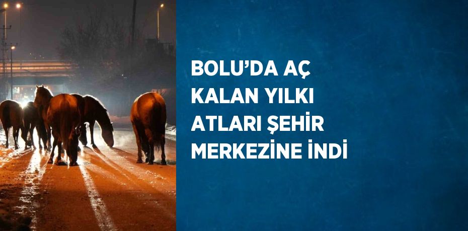 BOLU’DA AÇ KALAN YILKI ATLARI ŞEHİR MERKEZİNE İNDİ