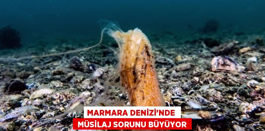 MARMARA DENİZİ'NDE   MÜSİLAJ SORUNU BÜYÜYOR