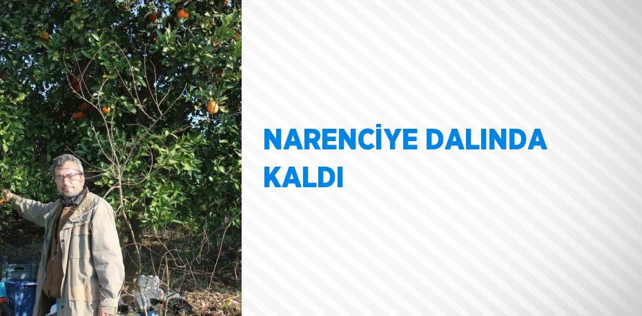 NARENCİYE DALINDA KALDI