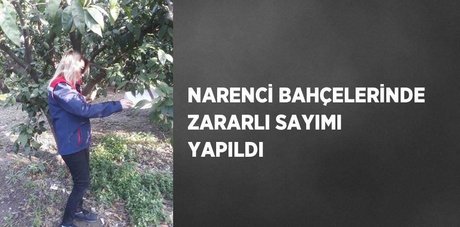 NARENCİ BAHÇELERİNDE ZARARLI SAYIMI YAPILDI