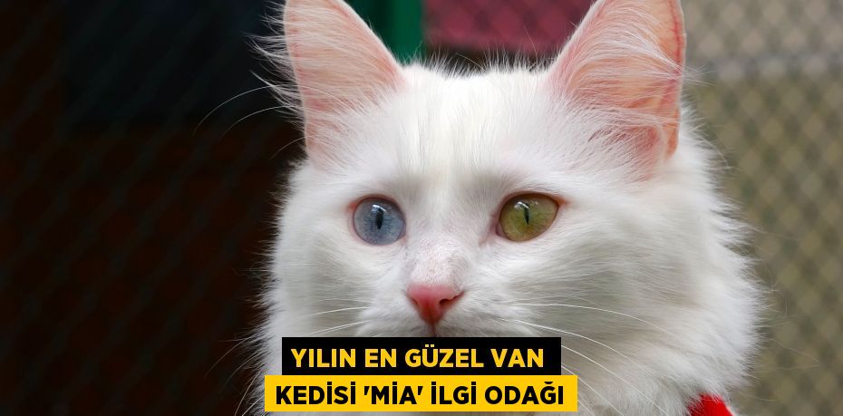 Yılın en güzel Van kedisi ‘Mia’ ilgi odağı