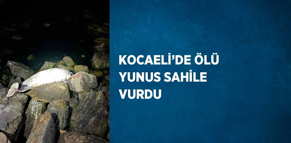 KOCAELİ’DE ÖLÜ YUNUS SAHİLE VURDU