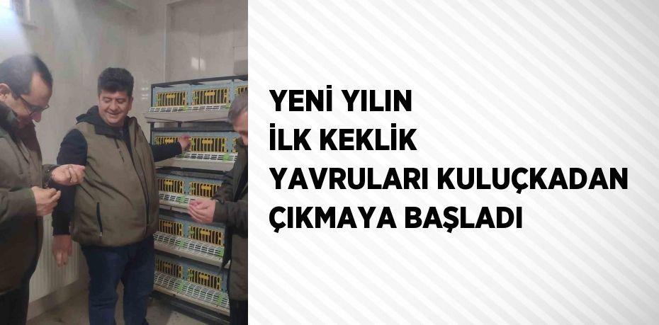 YENİ YILIN İLK KEKLİK YAVRULARI KULUÇKADAN ÇIKMAYA BAŞLADI