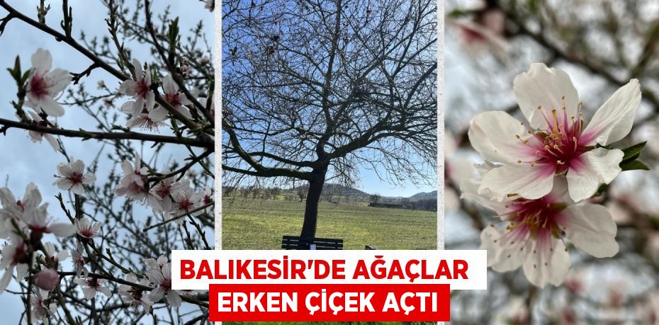 BALIKESİR’DE AĞAÇLAR  ERKEN ÇİÇEK AÇTI