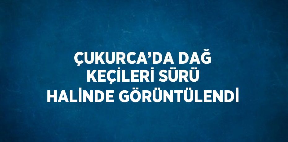 ÇUKURCA’DA DAĞ KEÇİLERİ SÜRÜ HALİNDE GÖRÜNTÜLENDİ