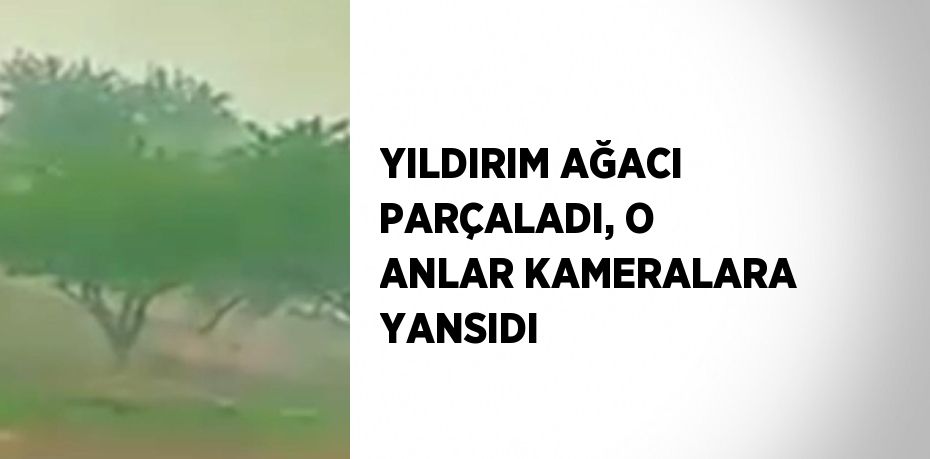 YILDIRIM AĞACI PARÇALADI, O ANLAR KAMERALARA YANSIDI