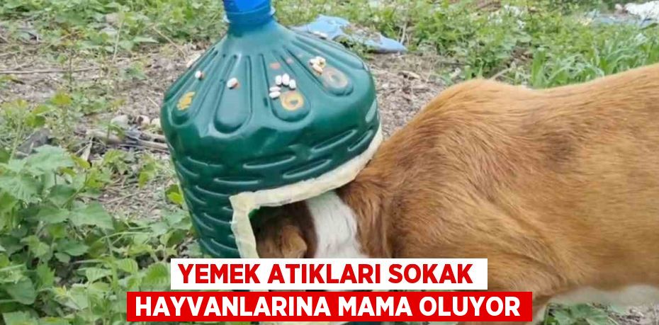 YEMEK ATIKLARI SOKAK HAYVANLARINA MAMA OLUYOR