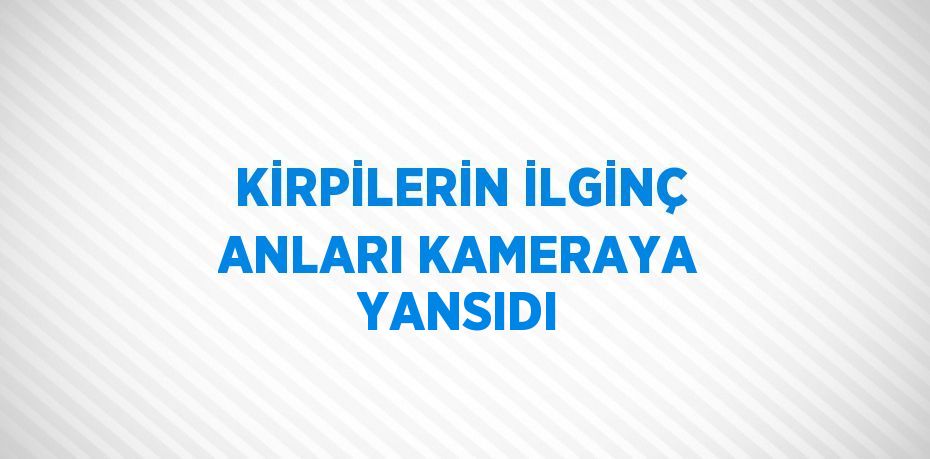 KİRPİLERİN İLGİNÇ ANLARI KAMERAYA YANSIDI