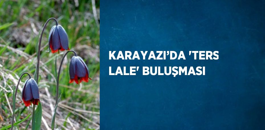 KARAYAZI’DA 'TERS LALE' BULUŞMASI