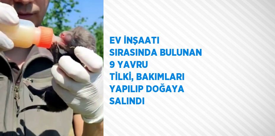 EV İNŞAATI SIRASINDA BULUNAN 9 YAVRU TİLKİ, BAKIMLARI YAPILIP DOĞAYA SALINDI