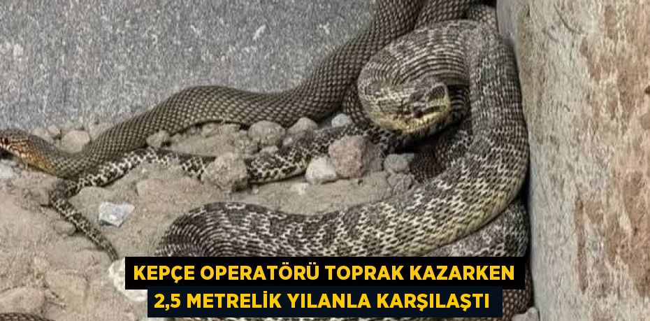 KEPÇE OPERATÖRÜ TOPRAK KAZARKEN 2,5 METRELİK YILANLA KARŞILAŞTI