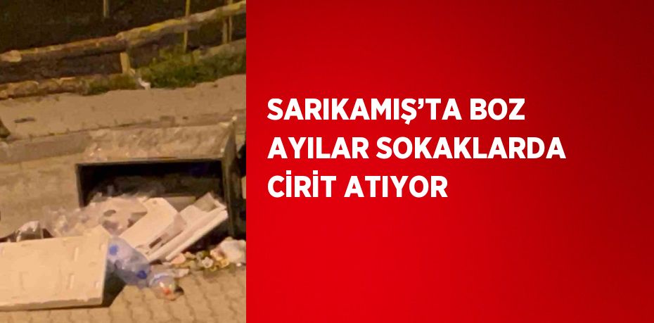 SARIKAMIŞ’TA BOZ AYILAR SOKAKLARDA CİRİT ATIYOR