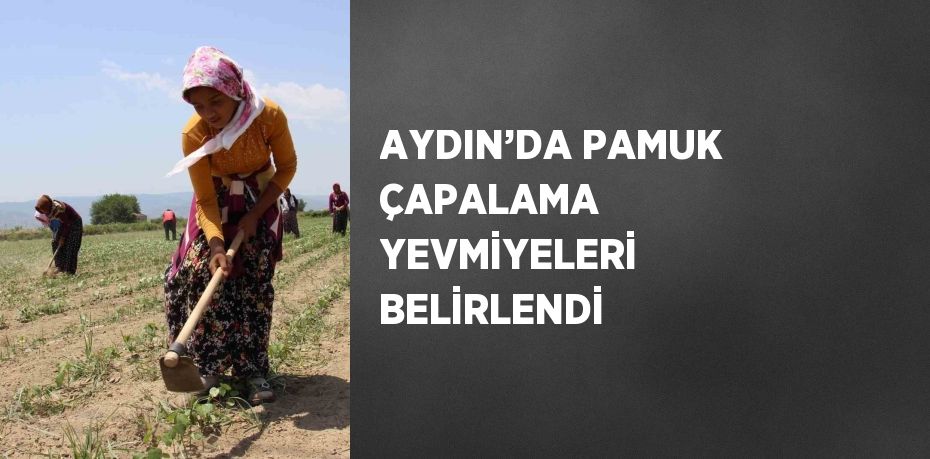 AYDIN’DA PAMUK ÇAPALAMA YEVMİYELERİ BELİRLENDİ