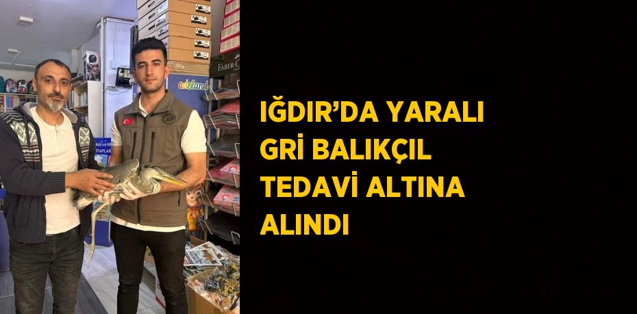 IĞDIR’DA YARALI GRİ BALIKÇIL TEDAVİ ALTINA ALINDI