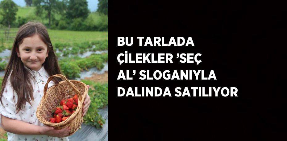 BU TARLADA ÇİLEKLER ’SEÇ AL’ SLOGANIYLA DALINDA SATILIYOR