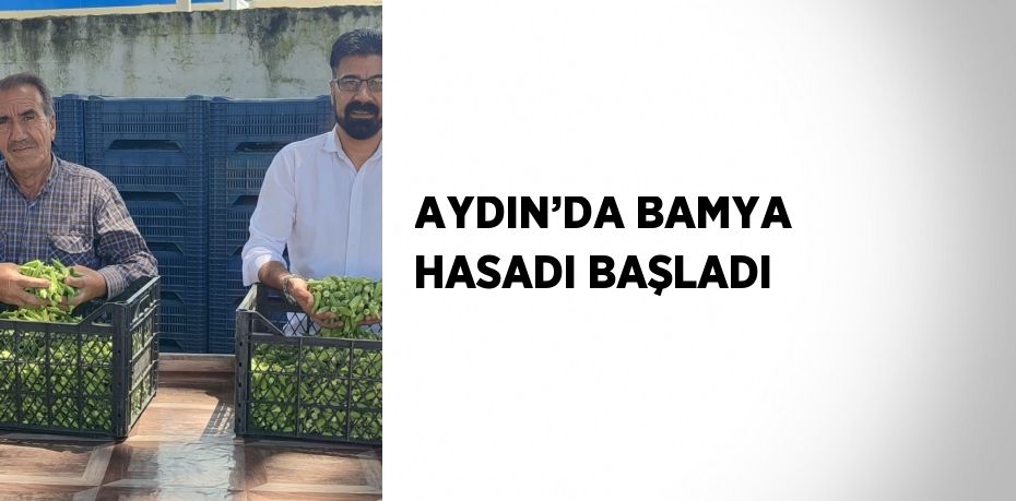 AYDIN’DA BAMYA HASADI BAŞLADI