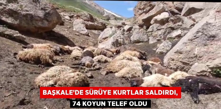 BAŞKALE’DE SÜRÜYE KURTLAR SALDIRDI, 74 KOYUN TELEF OLDU