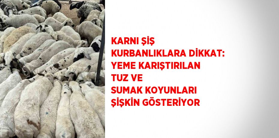 KARNI ŞİŞ KURBANLIKLARA DİKKAT: YEME KARIŞTIRILAN TUZ VE SUMAK KOYUNLARI ŞİŞKİN GÖSTERİYOR