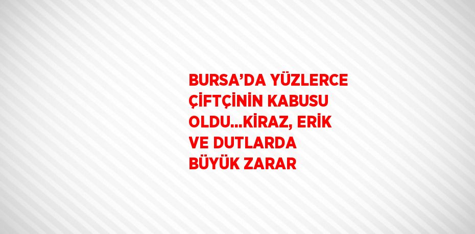 BURSA’DA YÜZLERCE ÇİFTÇİNİN KABUSU OLDU...KİRAZ, ERİK VE DUTLARDA BÜYÜK ZARAR